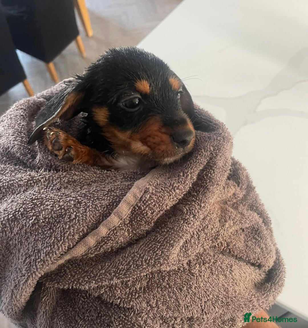 Dachshund dogs for sale: Miniature Dachshunds  - Advert 7