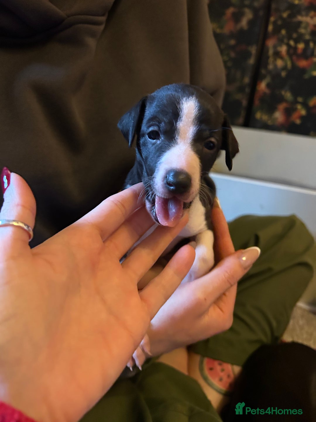 Italian Greyhound dogs for sale: Italian greyhound pups  - Advert 14