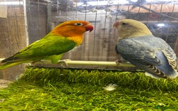 Lovebirds birds for sale: Mutations oplines Fishers lovebirds in Birmingham - Image 3