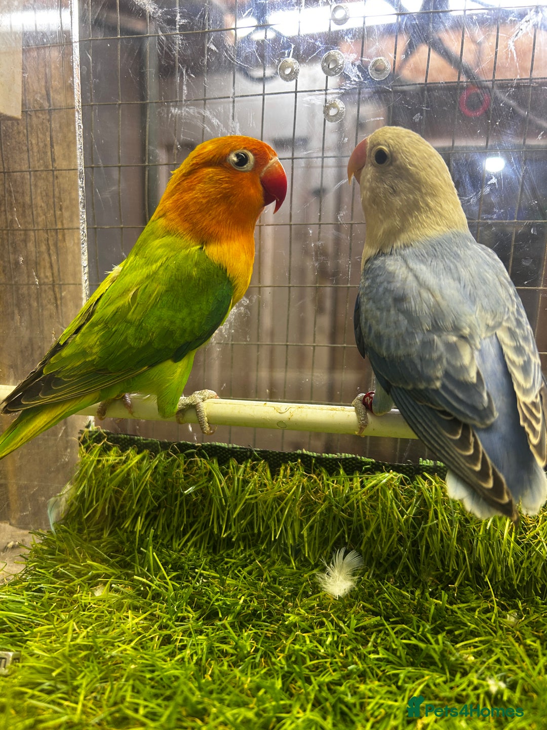 Lovebirds birds for sale: Mutations oplines Fishers lovebirds in Birmingham - Image 3