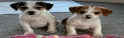 Jack Russell dogs for sale: Traditional short-legged Jack Russell puppies! - Advert 3