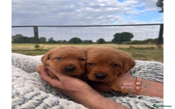 Labrador Retriever dogs for sale: Fox red Labrador puppies for sale - Image 8