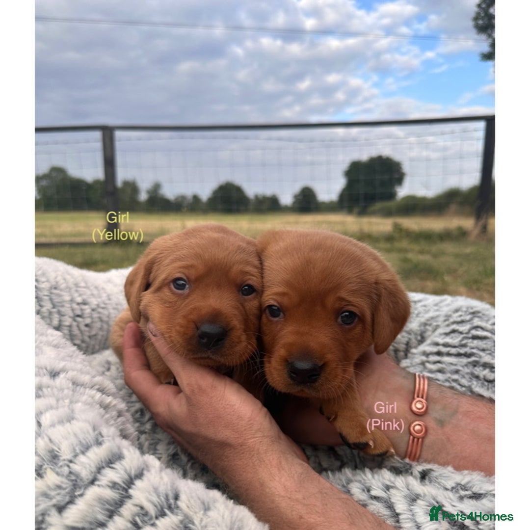 Labrador Retriever dogs for sale: Fox red Labrador puppies for sale - Image 8