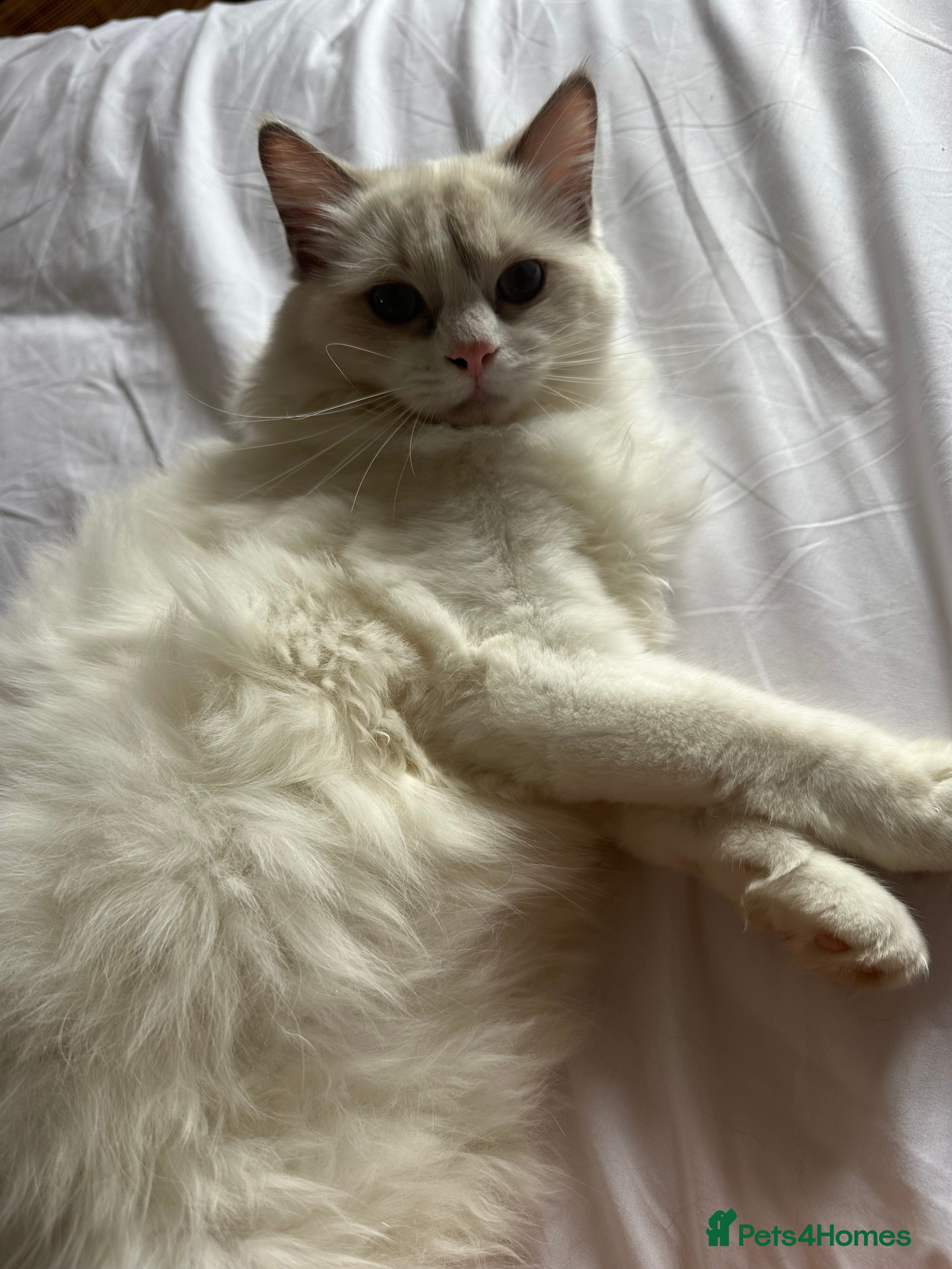 Ragdoll cats Exceptional 3/4 Ragdoll Girls Ready now! - Advert 2