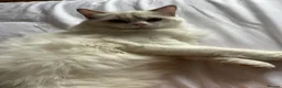 Ragdoll cats for sale: Exceptional 3/4 Ragdoll Girls Ready now! - Advert 2