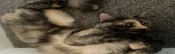 Mixed Breed cats for sale: Forever homes wanted - Advert 7