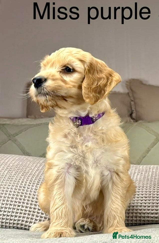Goldendoodle dogs Healthy Gorgeous sweet natured puppies  - Advert 3