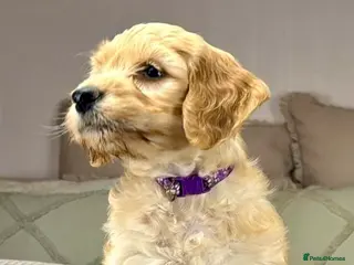 Goldendoodle dogs Healthy Gorgeous sweet natured puppies - Advert 3