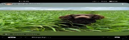 Sprocker dogs for sale: Sprockers puppies for sale  in Penrith - Advert 3