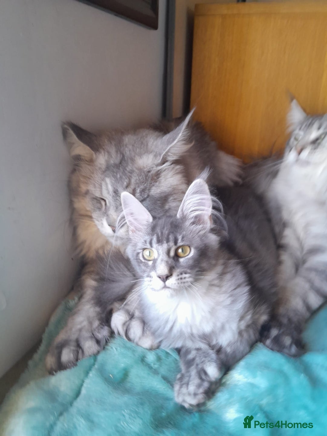 Maine Coon cats for sale: black smoke ticked ns25 polydactyl girl maine coon - Advert 2