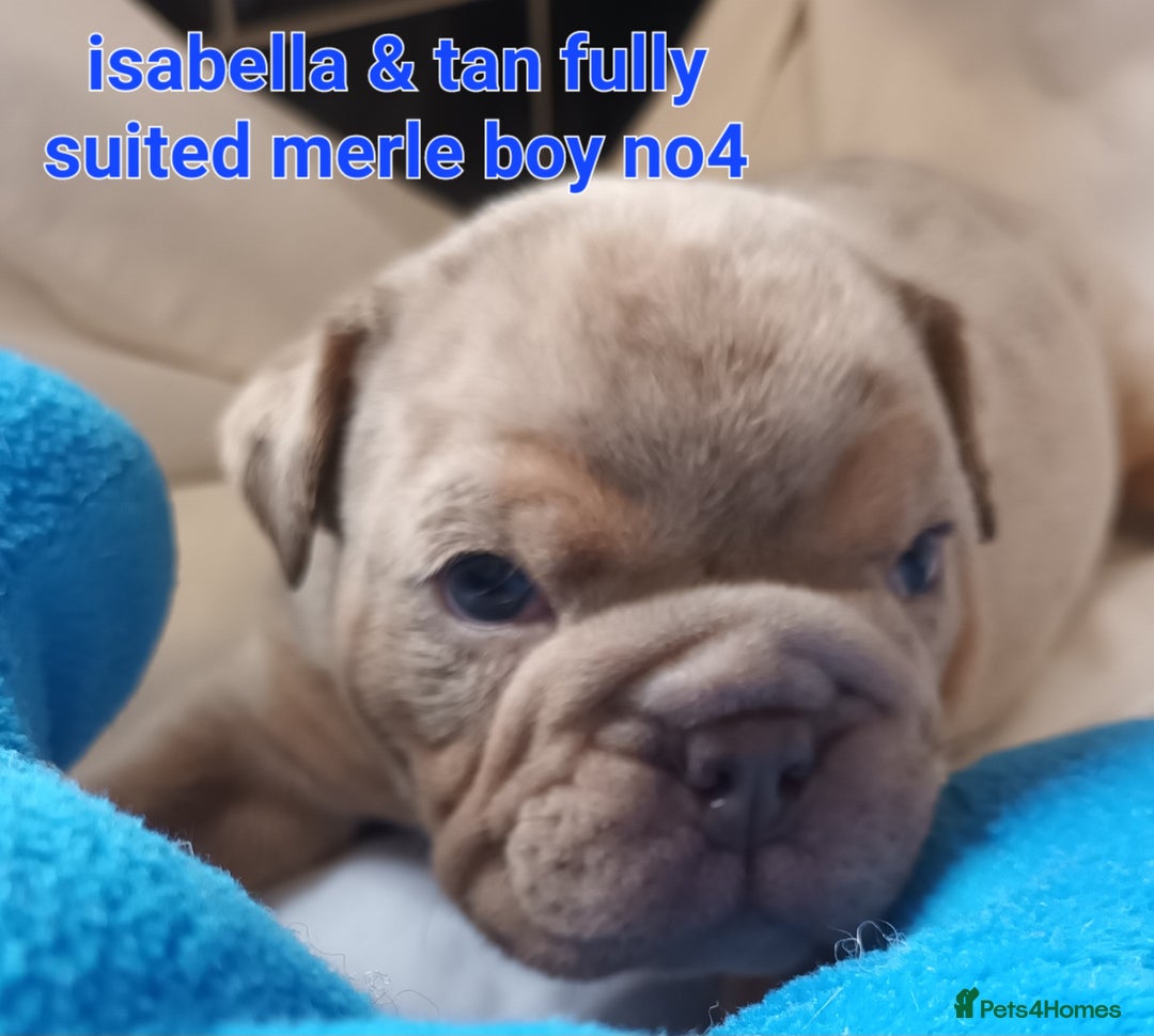 English Bulldog dogs for sale: Dwkc englìsh bulldog puppies  - Image 22