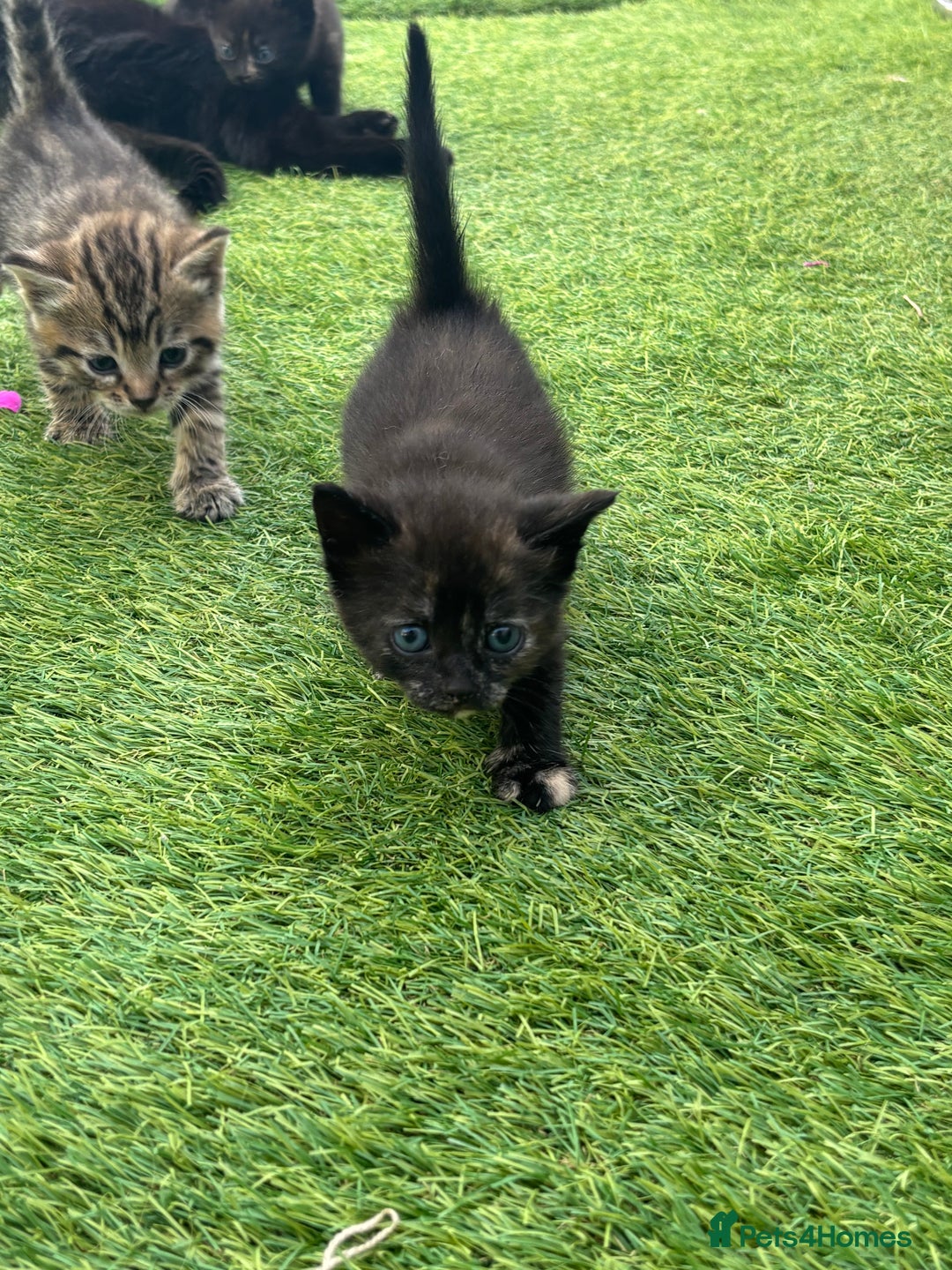 Mixed Breed cats for sale: Kittens ready to leave  - Image 7