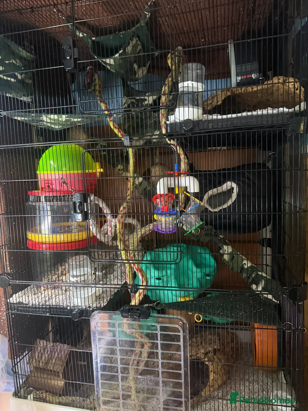 Sugar Glider rodents for sale: 3 female sugar gliders and set up - Advert 21