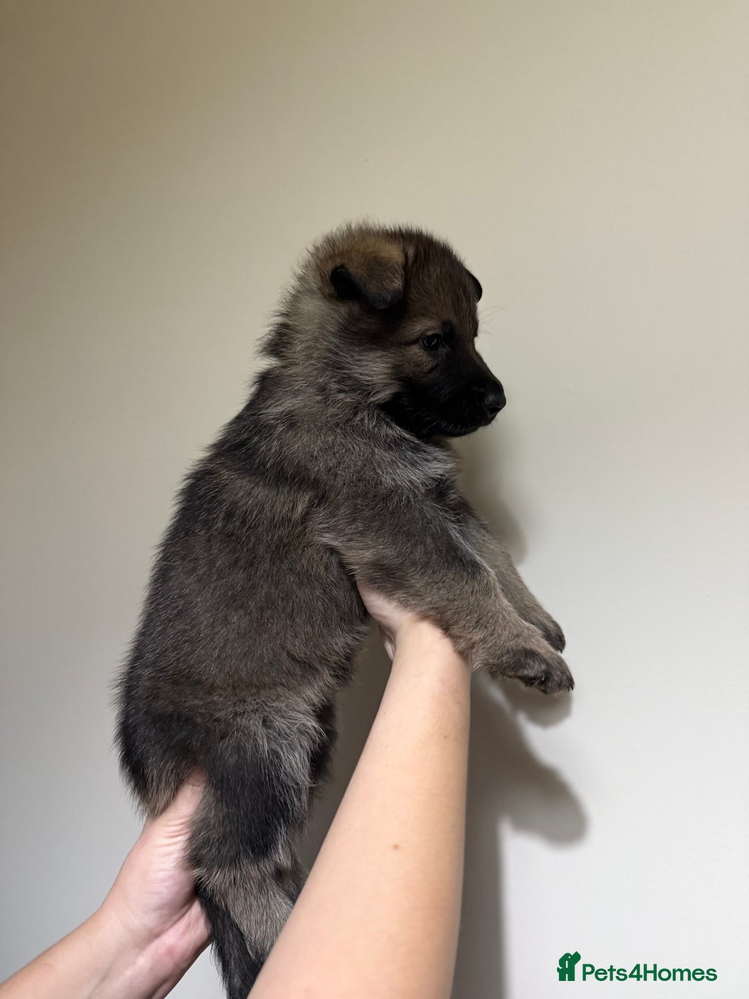 German Shepherd dogs for sale: Beautiful KC German Shepherd Puppies  - Advert 13