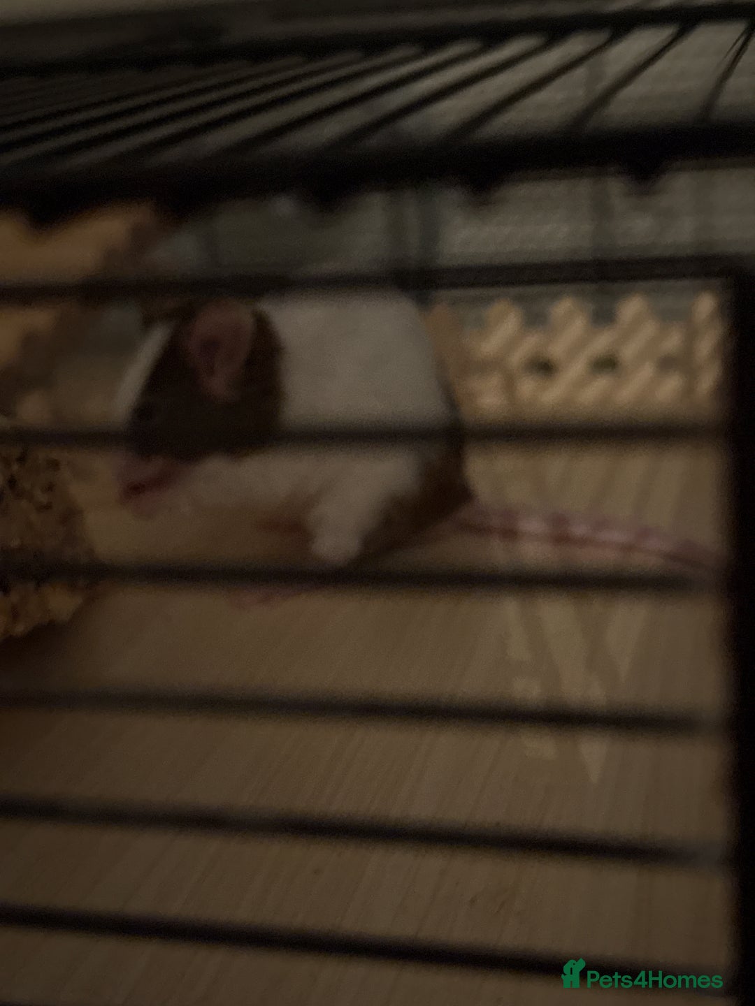 Mouse rodents for sale: Fancy mice - Image 2