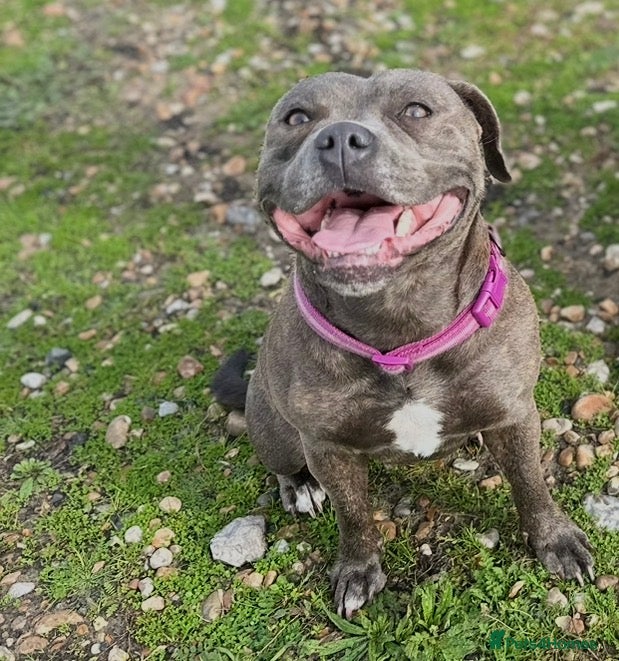 Staffordshire Bull Terrier dogs Amazing blue Staffordshire puppies - Advert 1