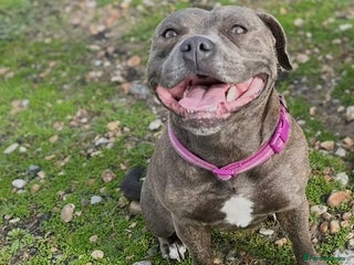 Staffordshire Bull Terrier dogs Amazing blue Staffordshire puppies - Advert 4