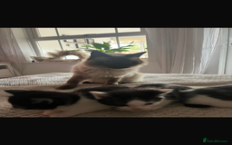 Ragdoll cats for sale: Ragdoll mix kittens  - Image 5