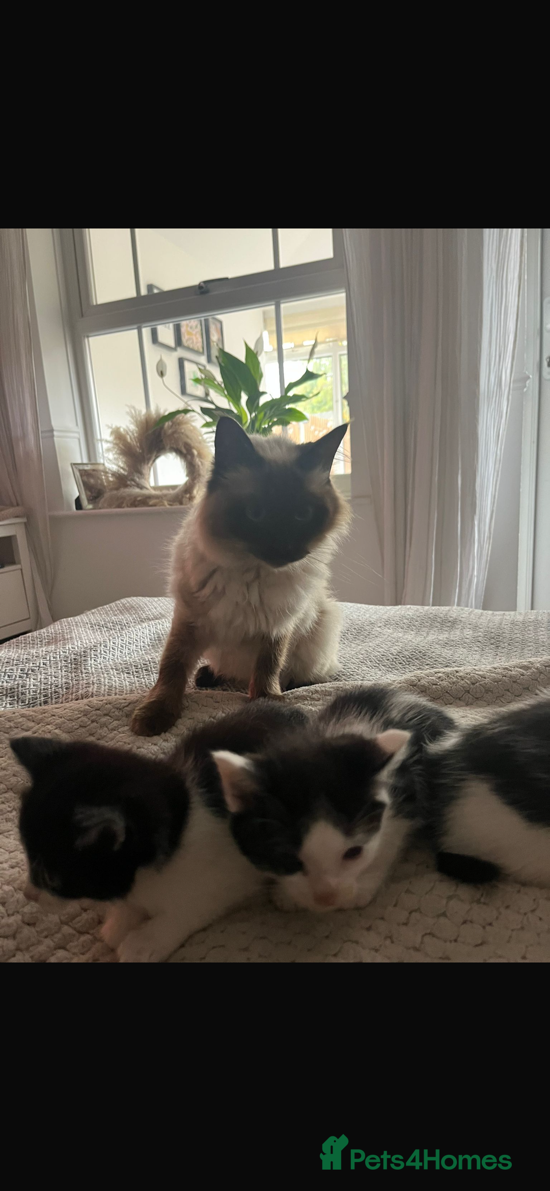 Ragdoll cats for sale: Ragdoll mix kittens  - Image 5