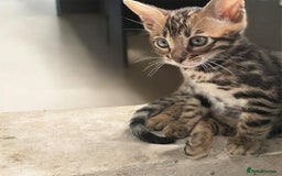Bengal cats for sale: STUNNING TICA reg Bengal kittens ready to reserve - Image 3