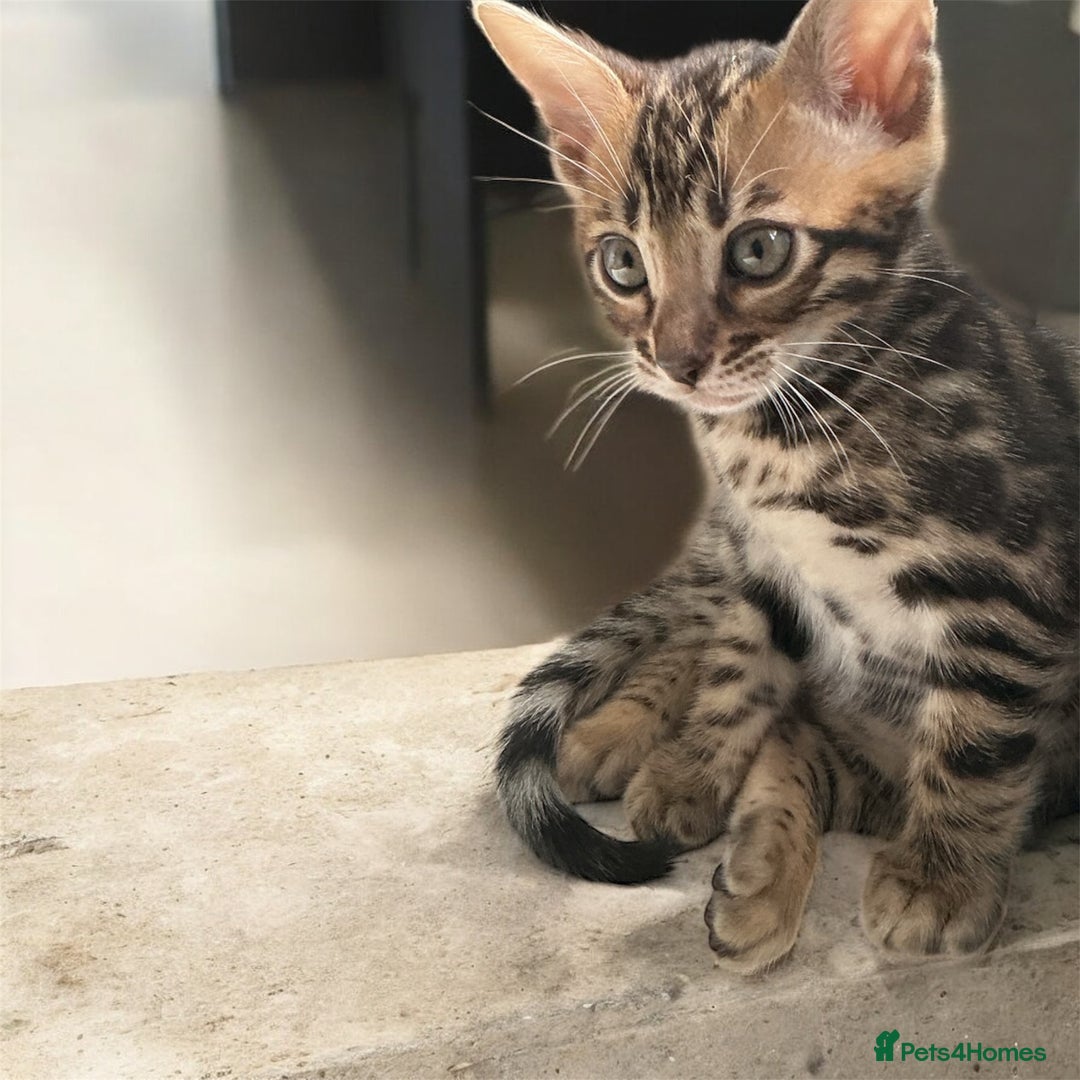 Bengal cats for sale: STUNNING TICA reg Bengal kittens ready to reserve - Image 3