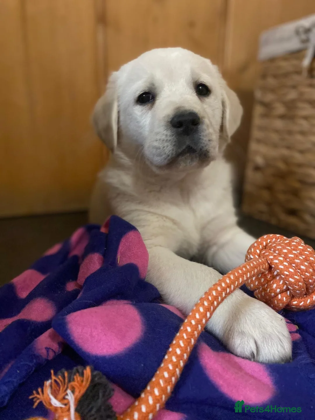 Goldador dogs for sale: Extensively Health tested, Chunky, Great with kids - Advert 2
