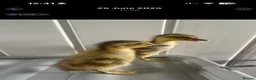 Ducks poultry for sale: 12 Indian runner duck hatching eggs  - Advert 5