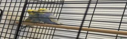 Budgerigars birds for sale: Rainbow budgies for sale  in Chorley - Advert 3