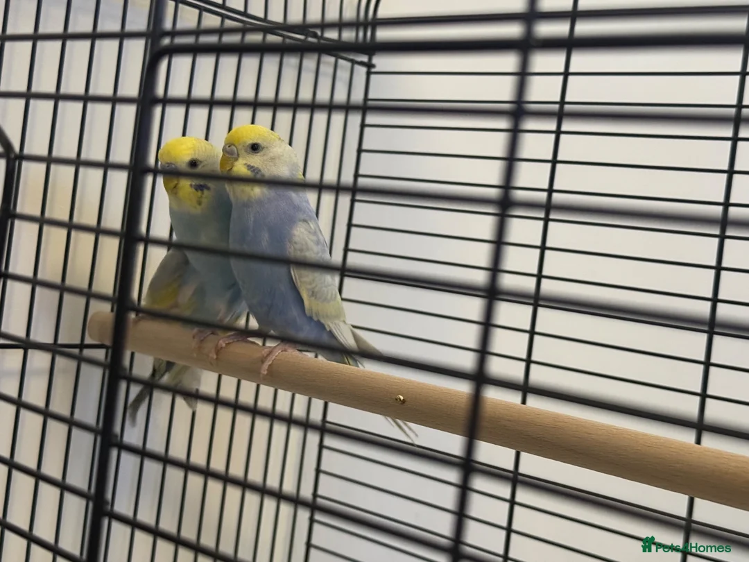 Budgerigars birds for sale: Rainbow budgies for sale  in Chorley - Advert 3