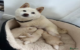 Japanese Shiba Inu dogs for sale: Japanese Shiba Inu puppies - Image 6