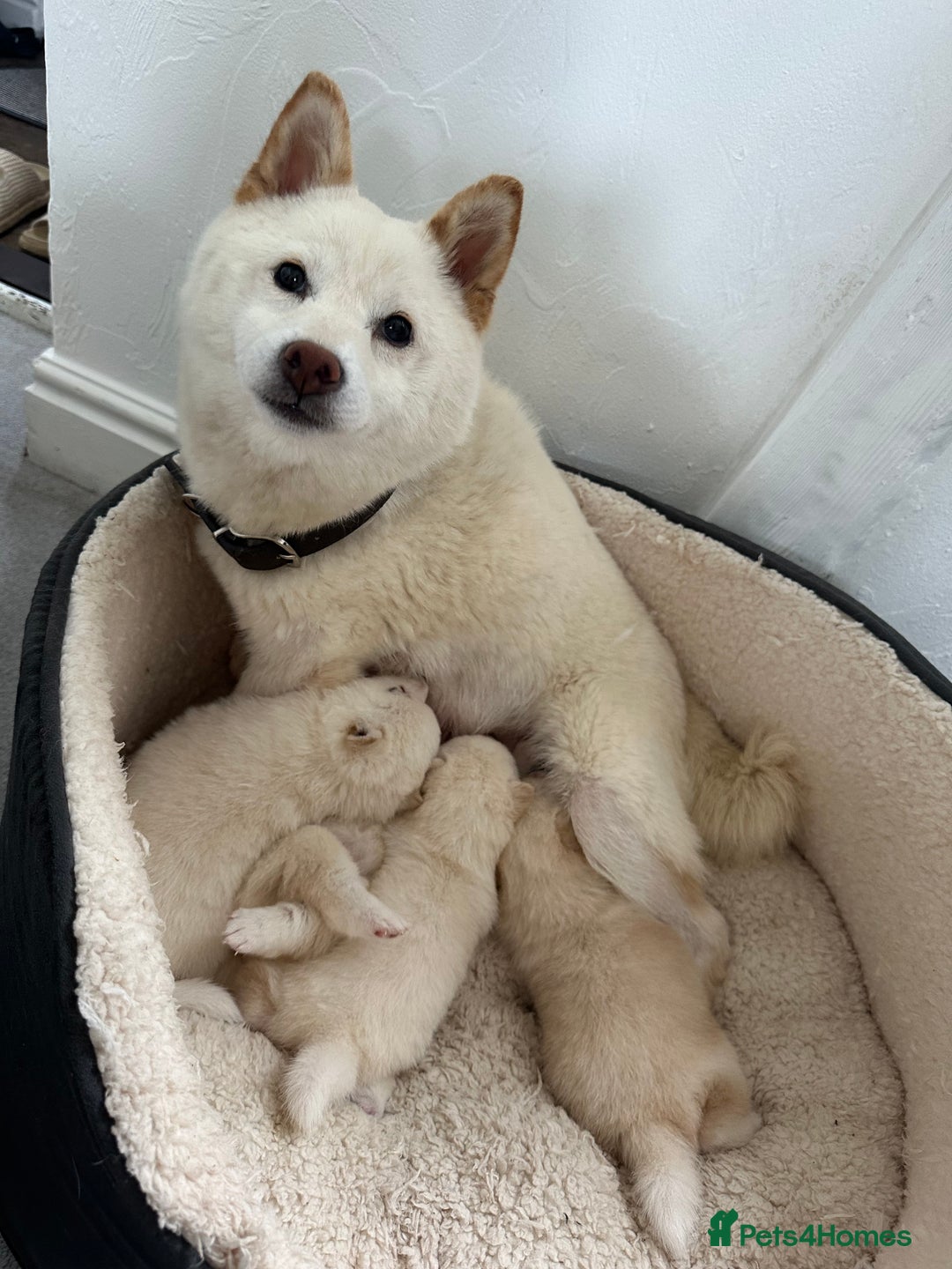 Japanese Shiba Inu dogs for sale: Japanese Shiba Inu puppies - Image 6