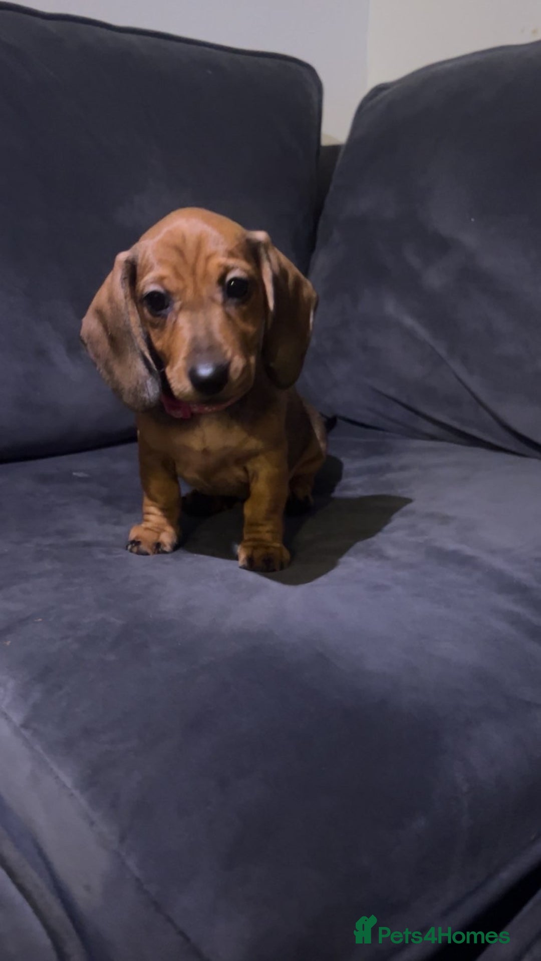 Dachshund dogs for sale: Beautiful dachshund girl left (fully vaccinated) - Advert 35