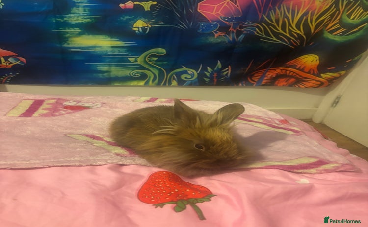Lionhead rabbits - Advert 2