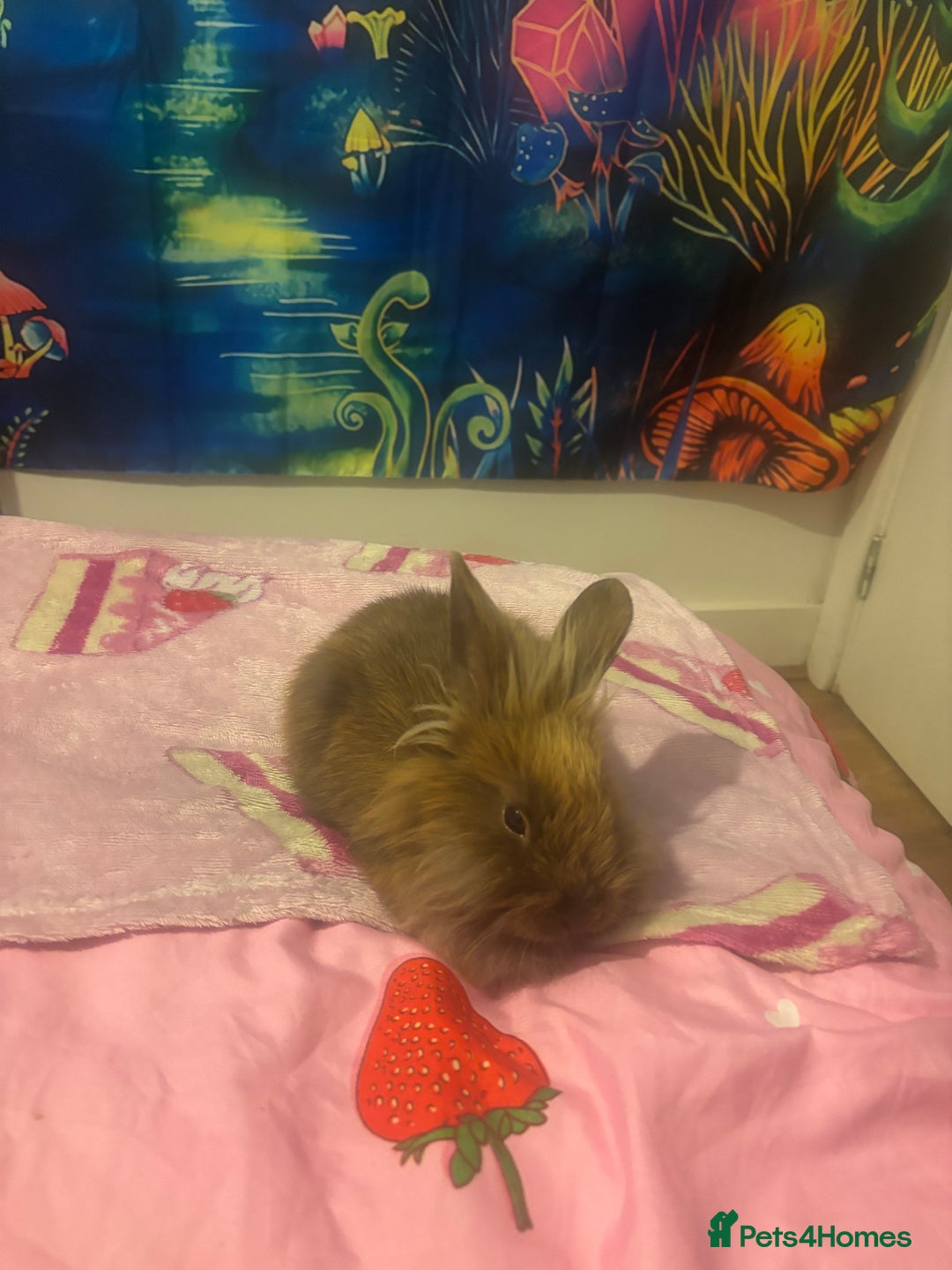 Lionhead rabbits for sale: Female lionhead  - Image 1