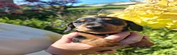Miniature Dachshund dogs for sale: perfect true to type miniature Dachshund puppies   in Thirsk - Advert 4