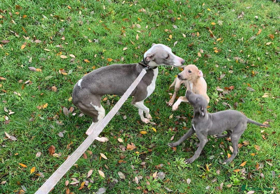 Whippet dogs for sale: Whippet puppies  - Advert 2