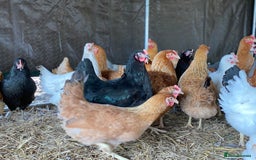 Chickens poultry for sale: POL Chickens - 12 Breeds To Choose - Available Now - Image 3