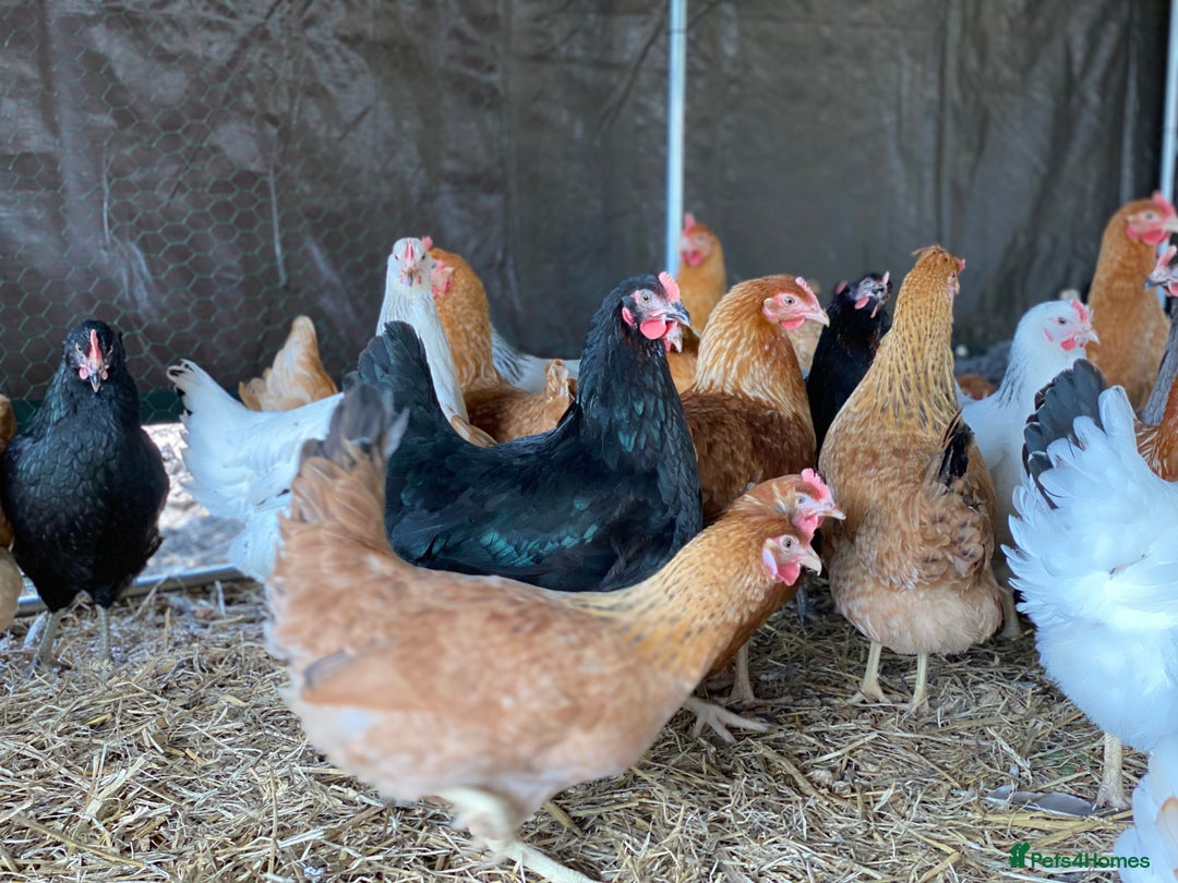 Chickens poultry for sale: POL Chickens - 12 Breeds To Choose - Available Now - Image 3