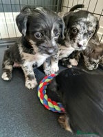 Mixed Breed dogs Froodle First Gen - Advert 7