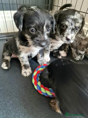 Mixed Breed dogs - Advert 13