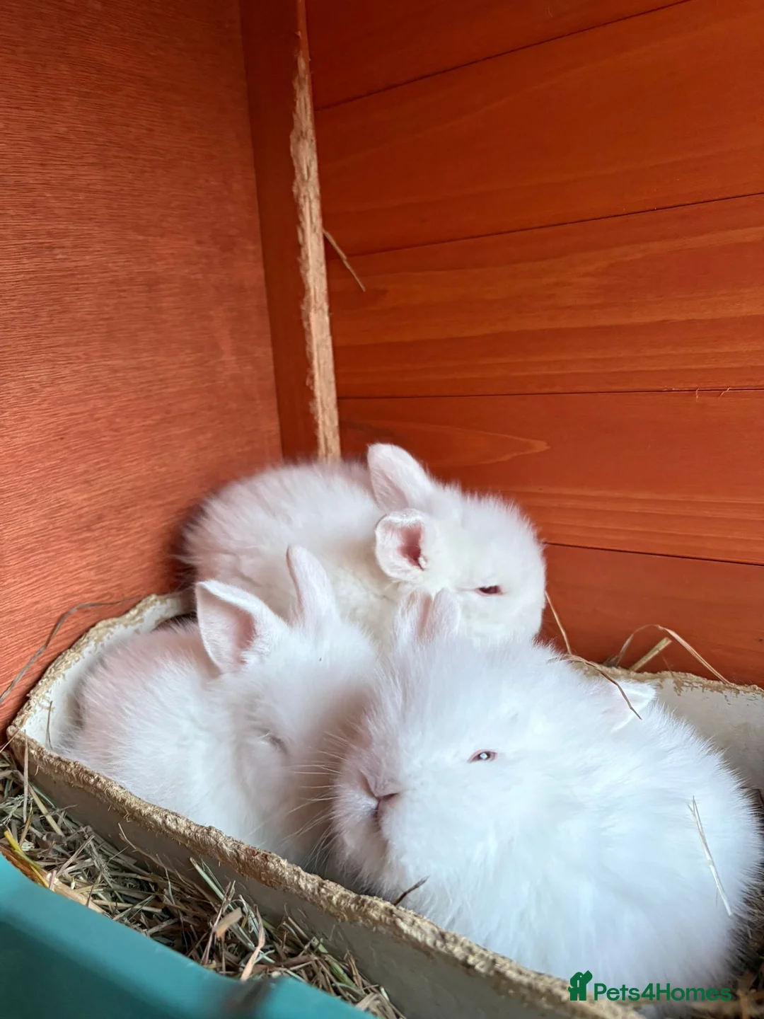 Mixed Breed rabbits for sale: Baby Buns - ready in April for forever homes🫶🏻 - Advert 2
