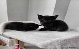 Mixed Breed cats for sale: Beautiful mixed kittens  - Image 12