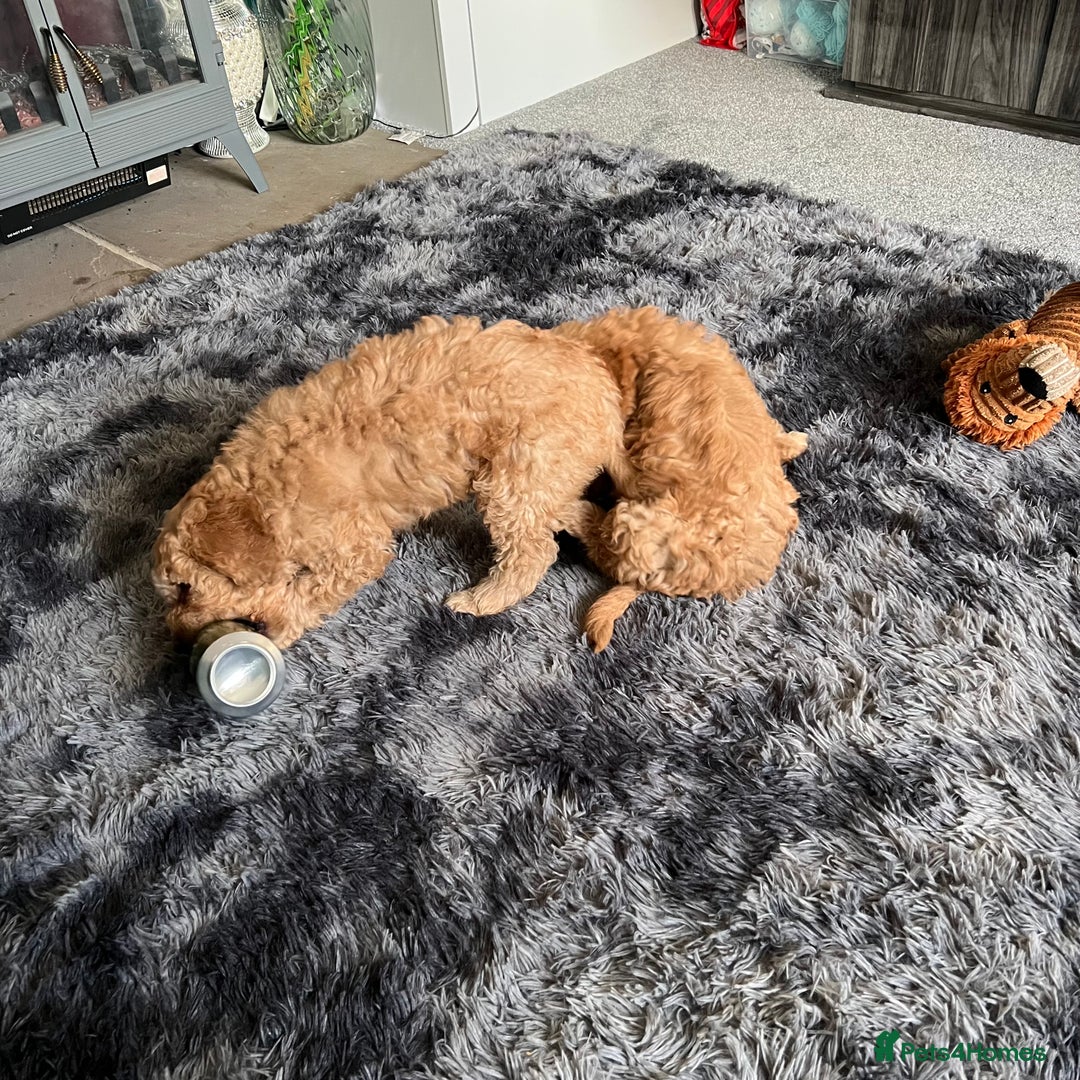 Mixed Breed dogs for sale: F1b Australian Labradoodle  - Advert 13