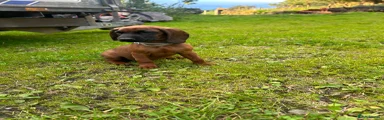 Bavarian Mountain Hound 7