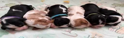 Cavalier King Charles Spaniel dogs for sale: Tri/ Blenheim Cavalier King Charles Puppies ready  - Advert 27