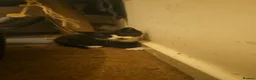 British Shorthair cats for sale: 3 beautiful kittens  - Advert 4