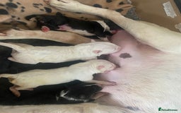 English Bull Terrier dogs for sale: English Bull Terrier Puppies - Image 11