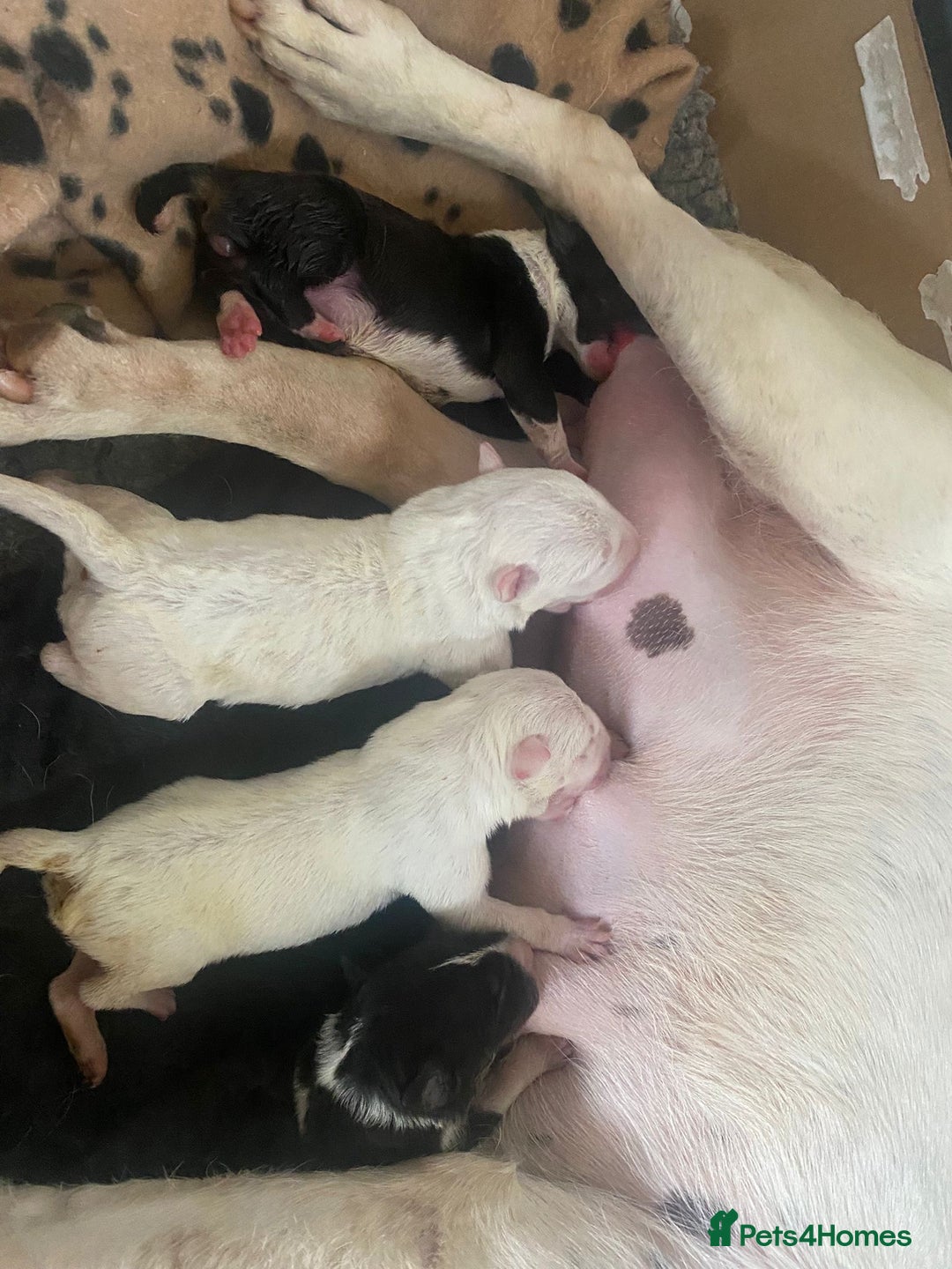 English Bull Terrier dogs for sale: English Bull Terrier Puppies - Image 11