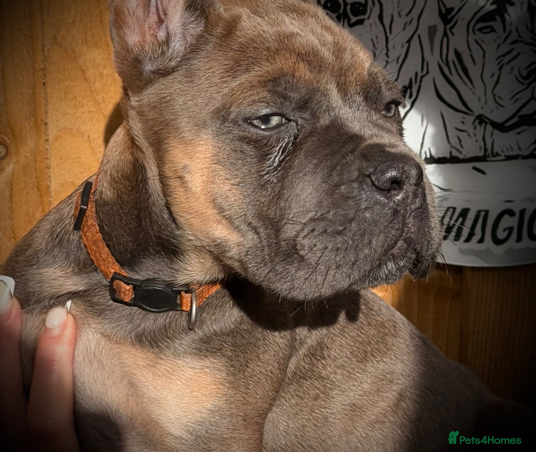 Cane Corso dogs 🐾 Balestra Magica Corso – Litter “K” 🐾 IKC/FCI - Advert 1