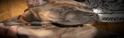 Cane Corso dogs for sale: 🐾 Balestra Magica Corso – Litter “K” 🐾 IKC/FCI - Advert 9